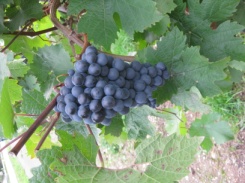 moselwein